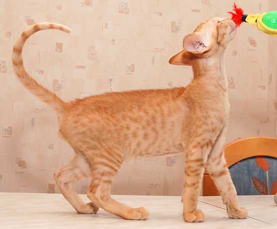 Oriental red spotted male kittens