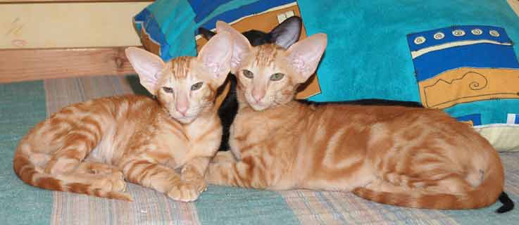Oriental red marble male kittens
