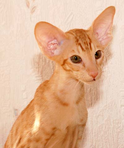 Oriental red spotted male kitten