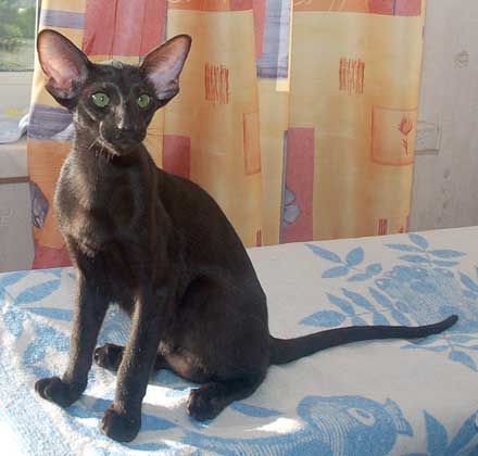 Oriental black female kitten