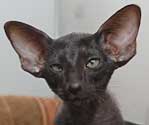 Ориентальная кошка, окрас черный, 2.5 мес.