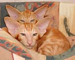 Oriental red marble male kitten, 3 months of age