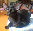 Oriental black female kitten, 4 months of age