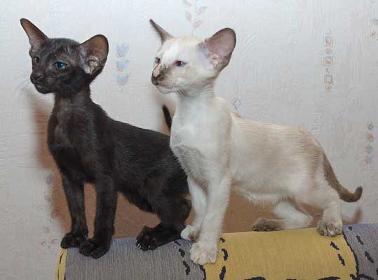 Siamese seal-torty-point and Oriental black female kittens