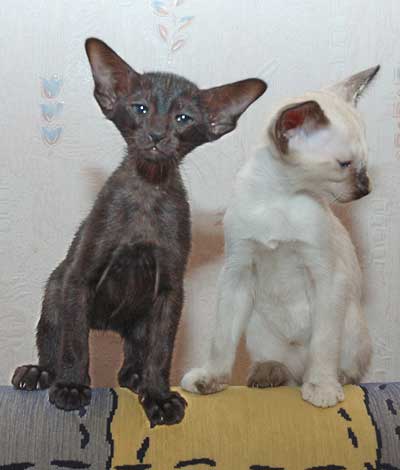 Siamese seal-torty-point and Oriental black female kittens