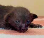 Ориентальная кошка черного окраса, 10 дней, еще фото
