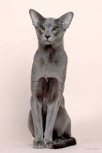 Oriental blue male cat
