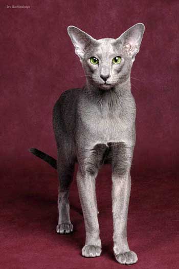 Oriental blue male cat