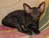Помет 24.01.2007, черная кошка, 2 месяца, еще фото