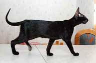 Помет 24.01.2007, черная кошка, 4 месяца, еще фото