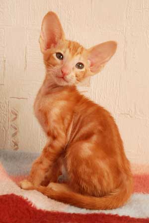 Oriental red marble male kitten