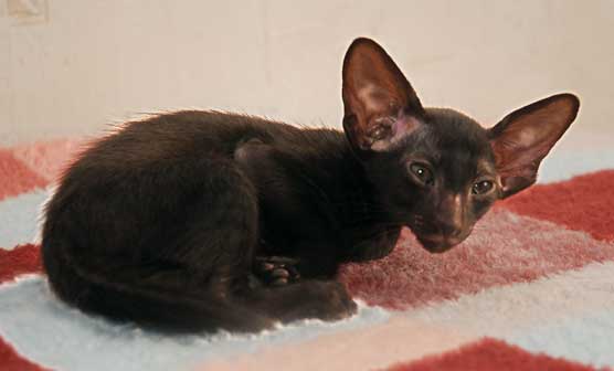 Oriental black female cat
