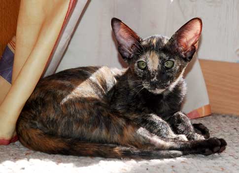 Oriental black torty female kitten