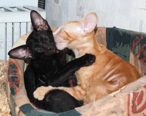 Oriental red marble male kitten and oriental black female kitten