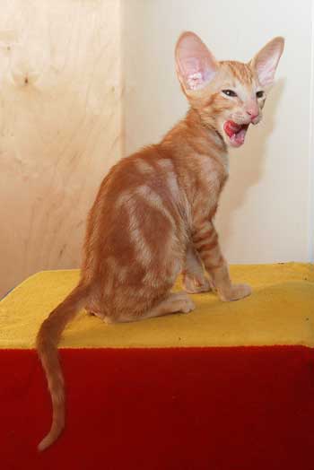 Oriental red marble male kitten