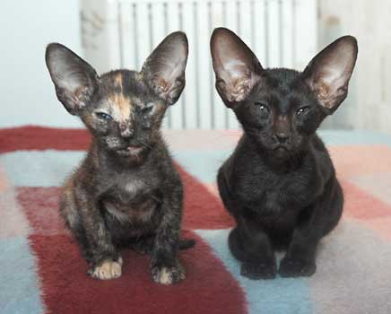 Oriental black and torty female cats