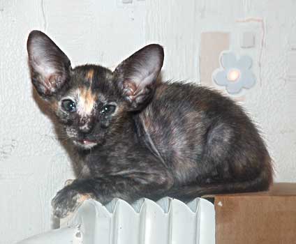 Oriental torty female cats