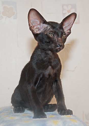 Oriental black female cat