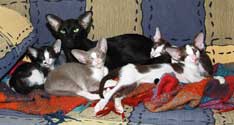 Помет 11.04.2007, ориентальные котята, 2 месяца, еще фото