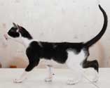Rodger, ориентальный кот, окрас черный биколор, 3 месяца, еще фото