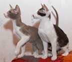 Помет 11.04.2007, ориентальные котята, 3.5 месяца, кошки, еще фото