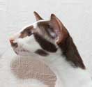 Richard, ориентальный кот, окрас шоколадный биколор, 3 месяца, еще фото