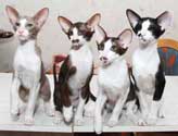 Помет 11.04.2007, ориентальные котята, 4 месяца, еще фото