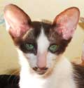 Raffaella, ориентальная кошка, окрас шоколадный биколор, 3 месяца, еще фото