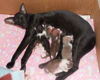 Oriental bicolor kittens with mother