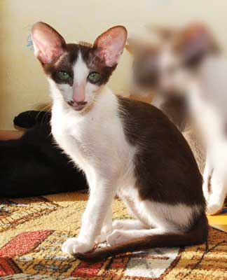 Oriental chocolate bicolor female kitten