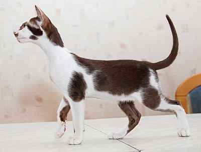 Ориентальный котенок из питомника Catori, окрас: шоколадный с белым (биколор)