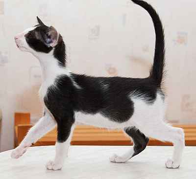 Oriental black bicolor male kitten