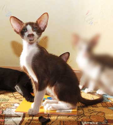 Oriental chocolate bicolor male kitten