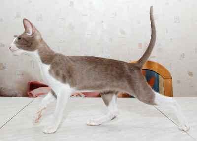 Oriental bicolor kitten