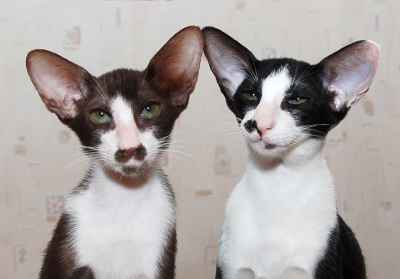 Oriental bicolor kittens
