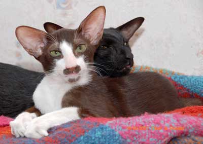 oriental chocolate bicolor male kitten with mother