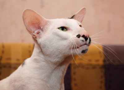 El Shaklan Vivace, oriental black/white male cat