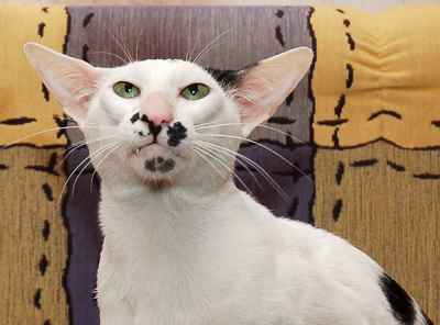 El Shaklan Vivace, oriental black/white male cat
