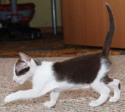 Oriental chocolate bicolor female kitten