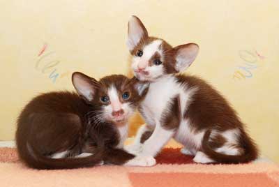 Oriental chocolate bicolor male kittens