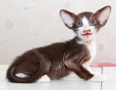 Oriental chocolate bicolor male kitten