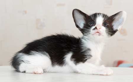 Oriental black bicolor male kitten