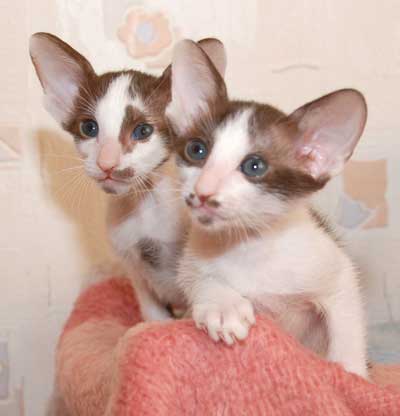 Oriental chocolate bicolor kittens