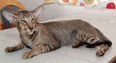 Klazeekats Alpha-Q of Okonor (ORI b 24), oriental male cat