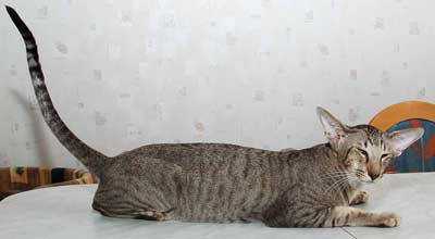 Klazeekats Alpha-Q of Okonor (ORI b 24), oriental male cat