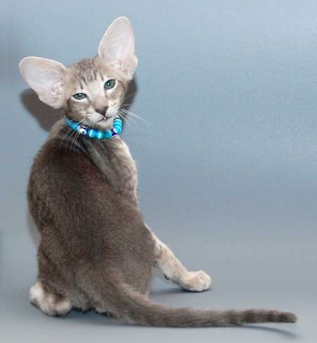 Oriental blue spotted male kitten