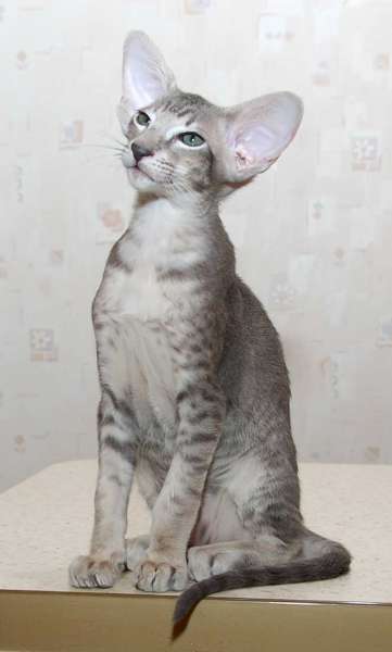 Oriental blue spotted male kitten