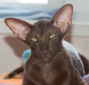 Samanta Fleur Catori, oriental chocolate female cat (ORI b)