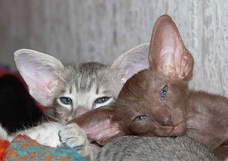 Oriental kittens
