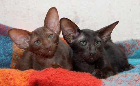 Oriental chocolate & black female kittens